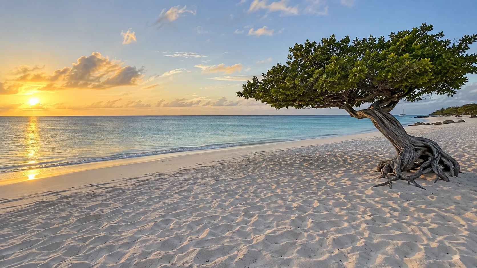 Wind-shaped divi-divi tree beside the white sand and calm water of Eagle Beach.