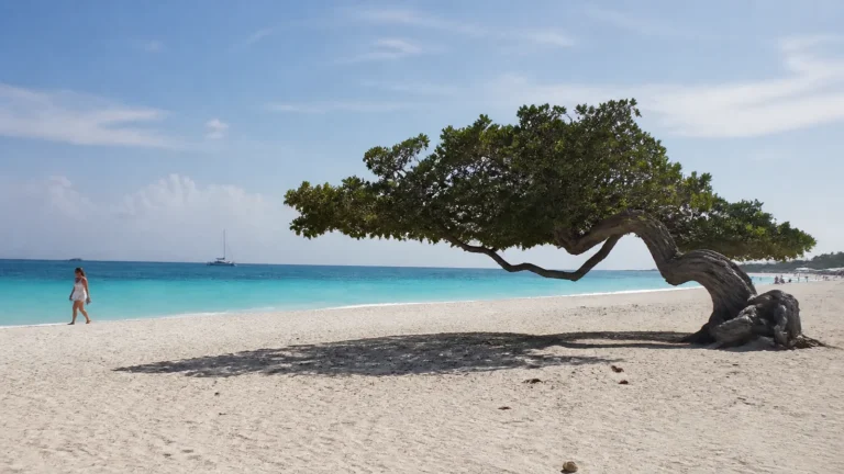 Low spreading tree casting shade across a beach beside turquoise water.