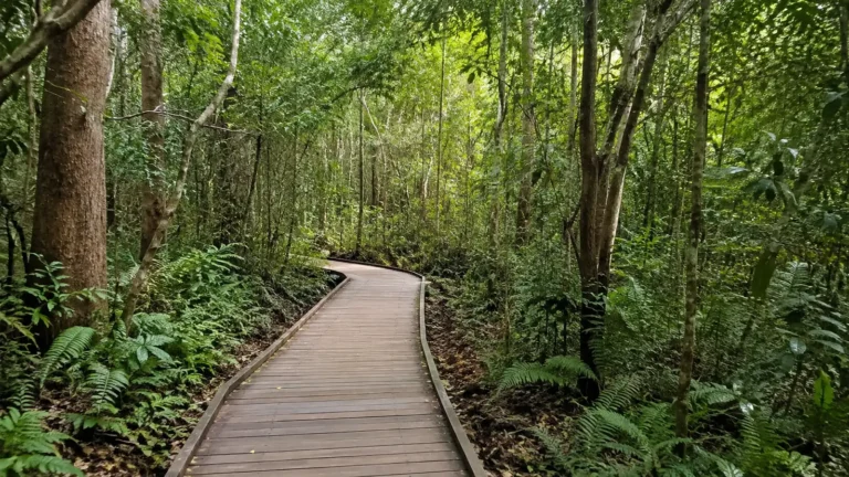 Wooden boardwalk winds through dense green tropical forest.