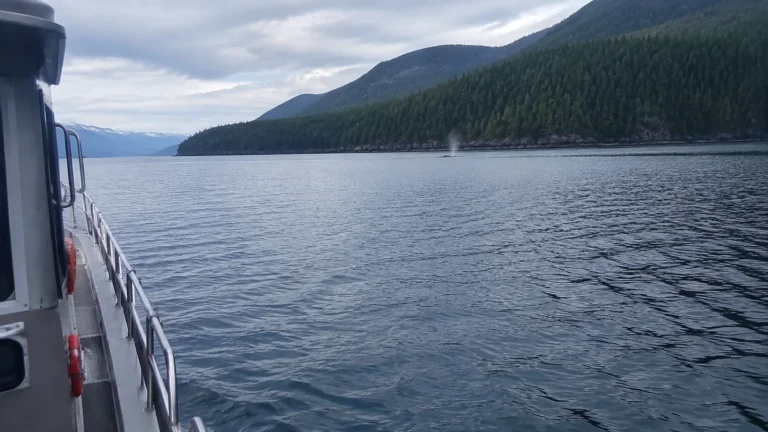 View from a boat across calm water toward forested mountains.