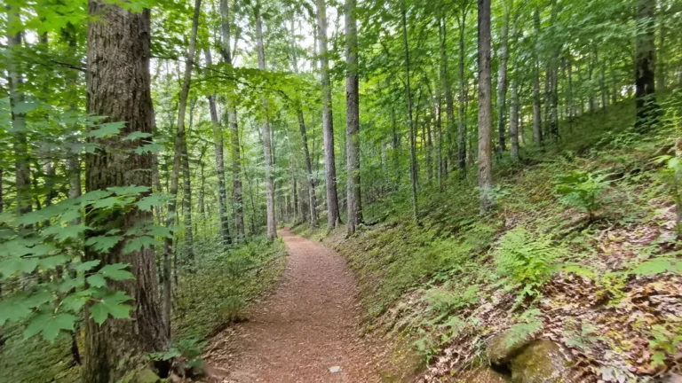 Narrow dirt trail winds through a lush green deciduous forest.