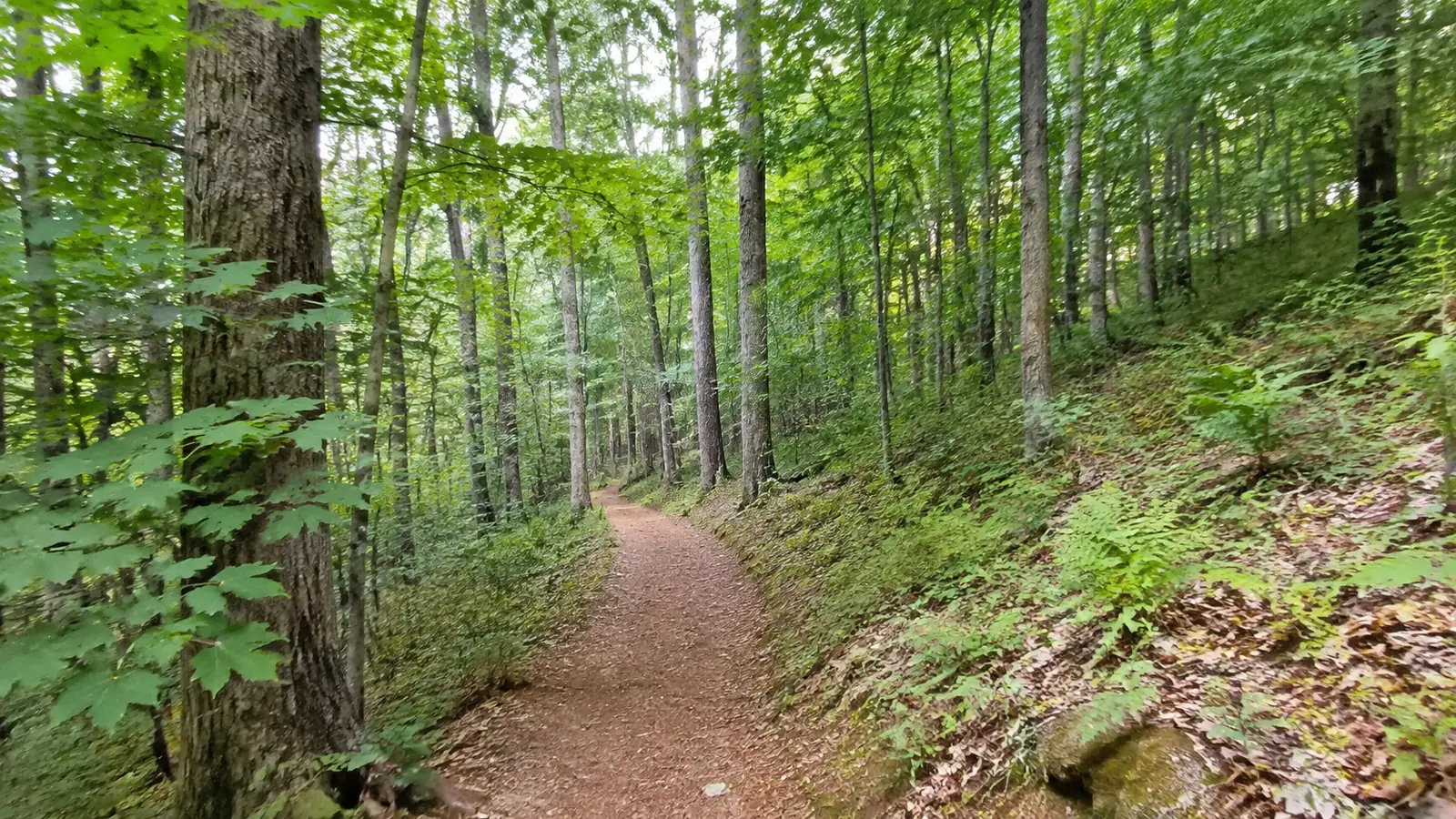 Narrow dirt trail winds through a lush green deciduous forest.