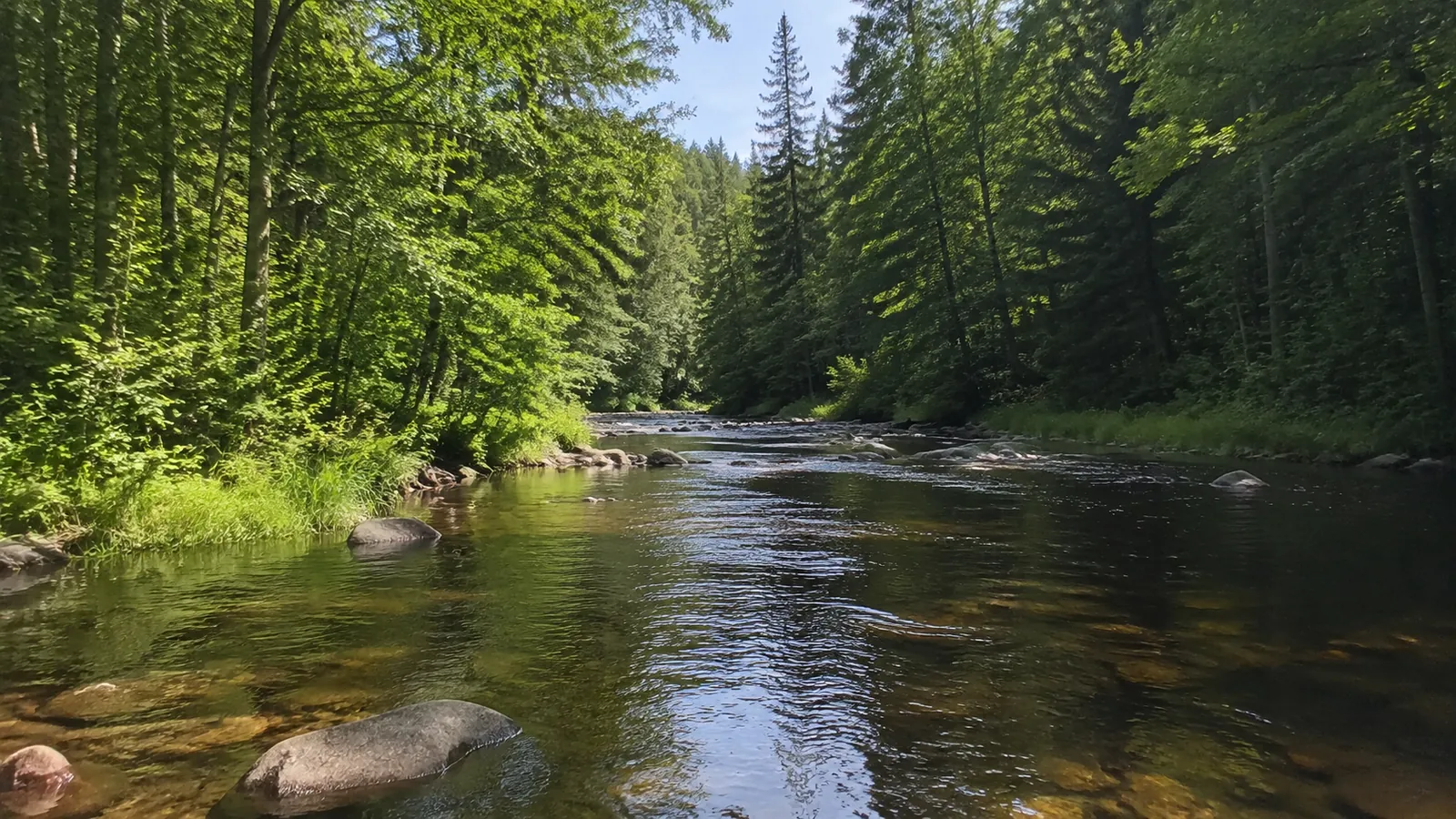 Clear shallow stream flowing between densely wooded banks in sunlight.