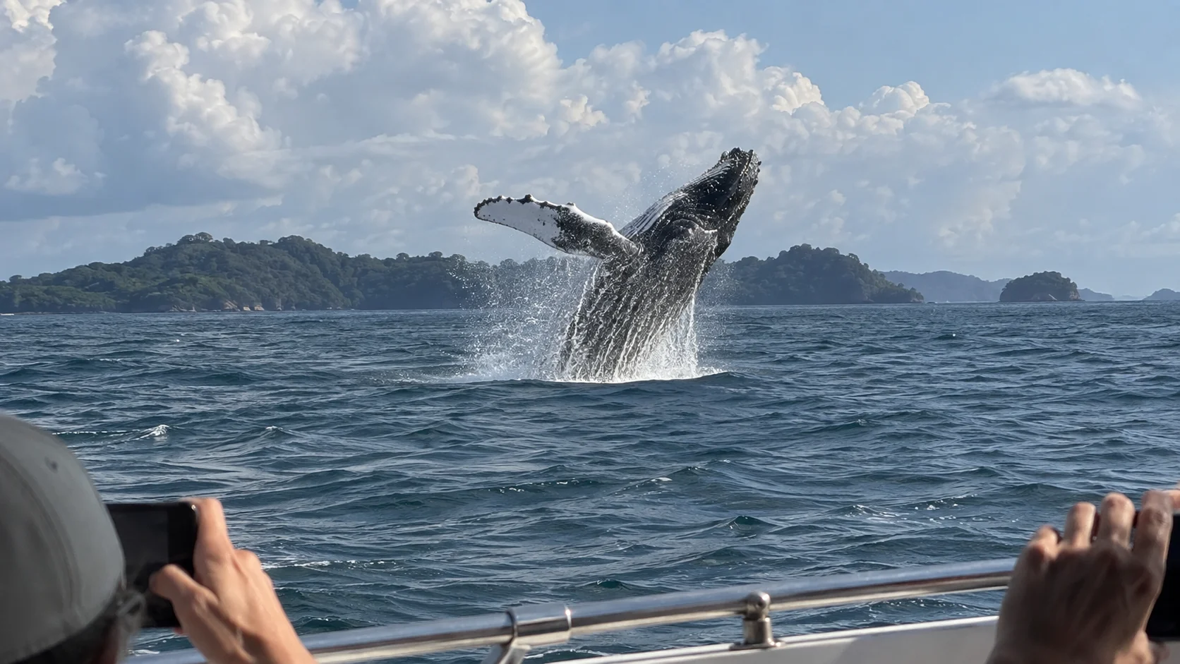 Humpback whale breaching offshore from Contadora Island