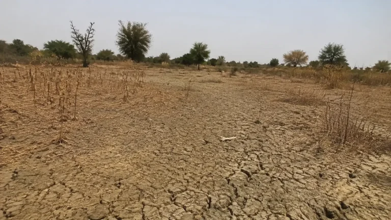 Cracked dry soil and sparse dead plants in an open field.