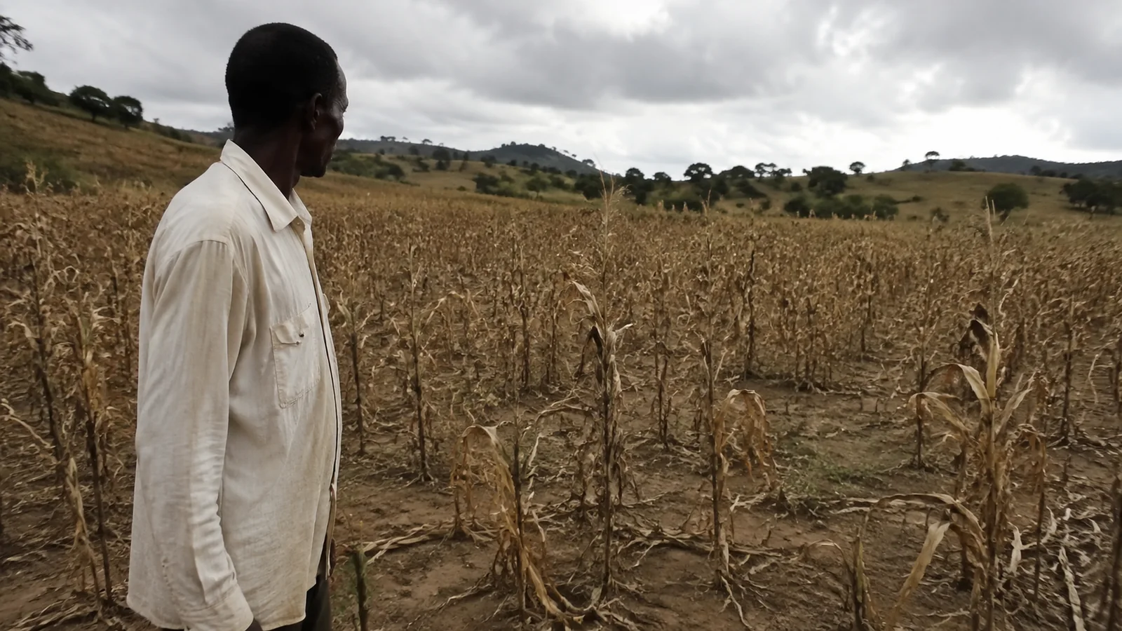 Man standing beside a field of withered crops beneath gray clouds.
