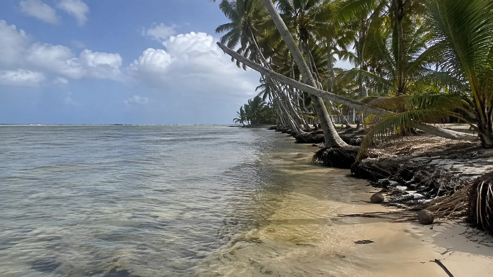 Water washing against exposed palm roots along a narrow tropical shoreline.