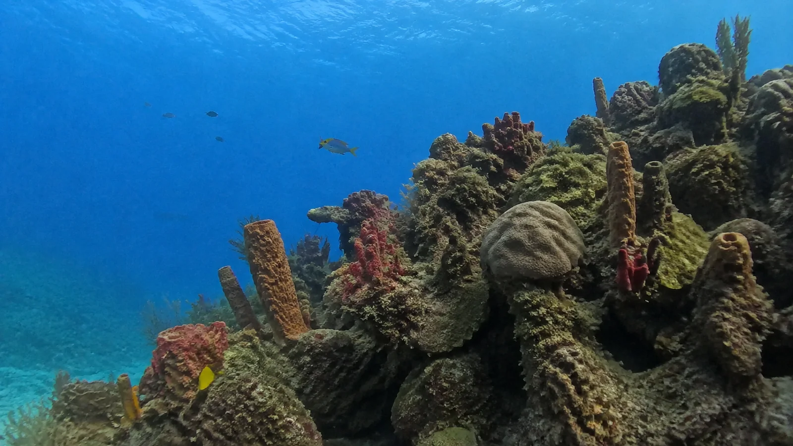 Colorful coral and sponges rise from a reef into blue water.