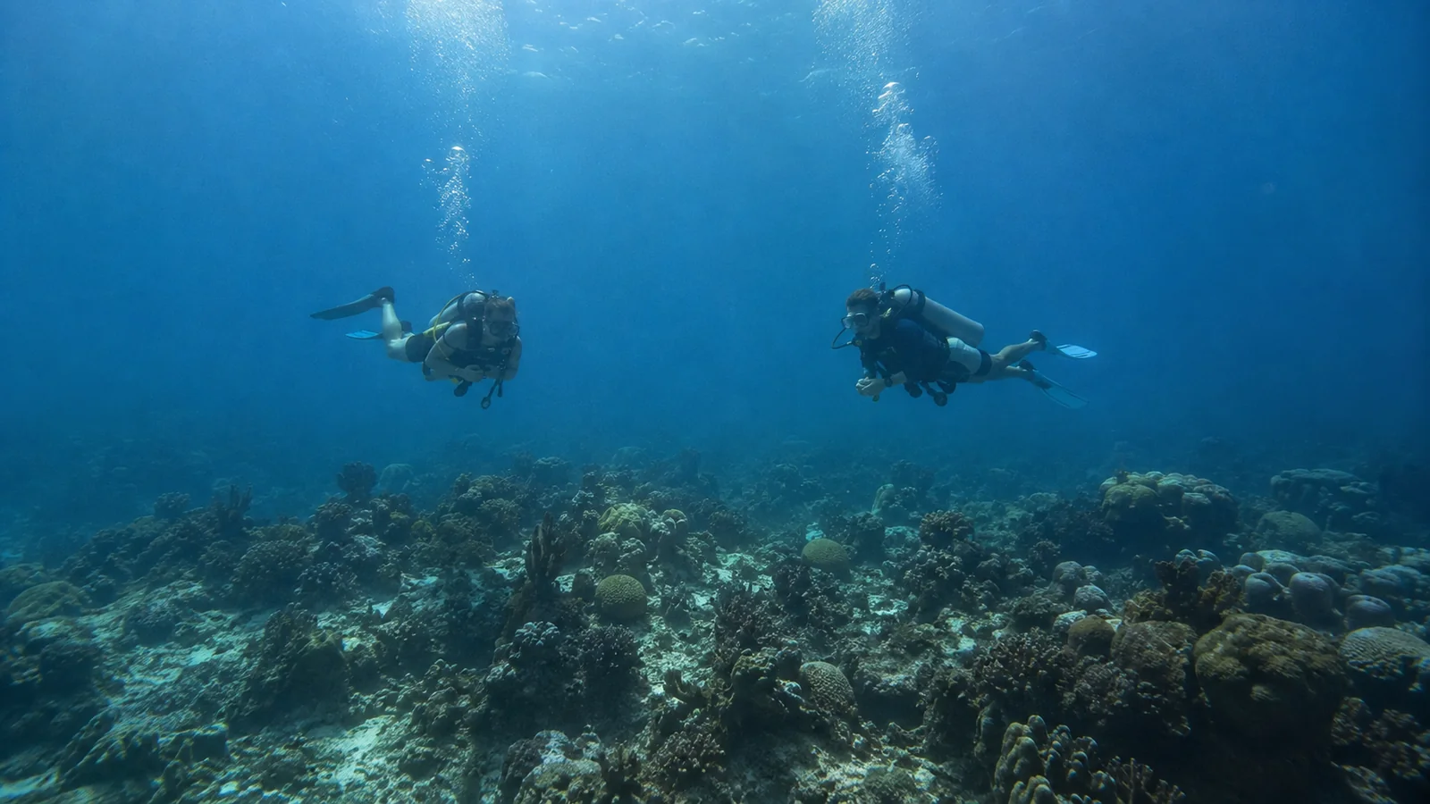 Two scuba divers swim above a coral reef.
