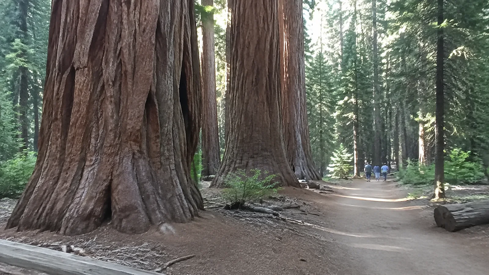 Forest trail passes beneath towering reddish tree trunks.