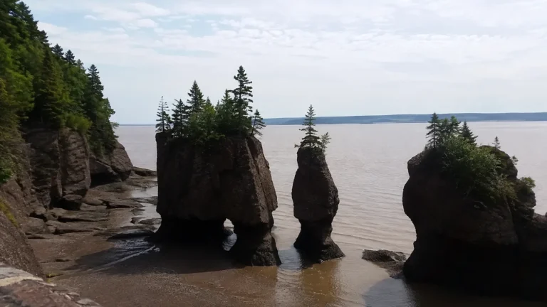 Tall tree-topped coastal rock pillars stand above exposed tidal ground.