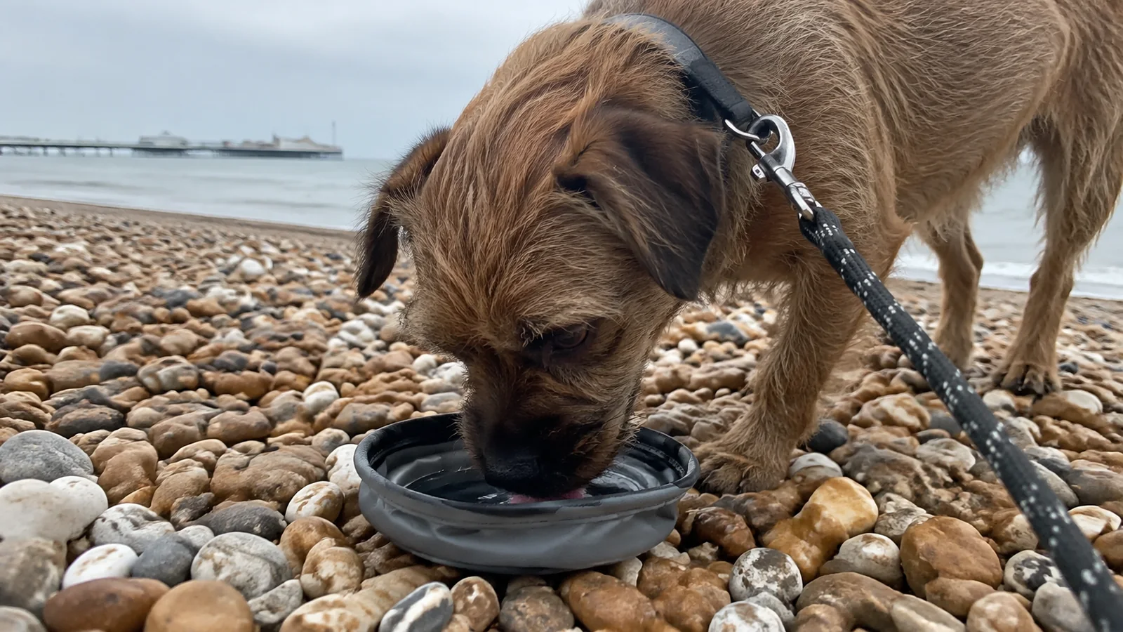 Small dog drinks from a collapsible bowl on a pebble beach.