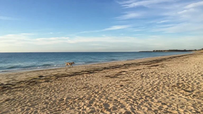 Dog walks along a wide sandy beach beside calm blue water.