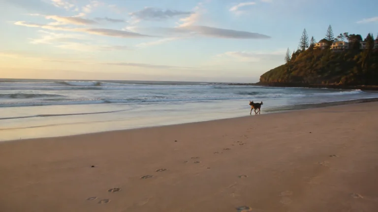 Dog runs along a sandy shoreline at sunset.