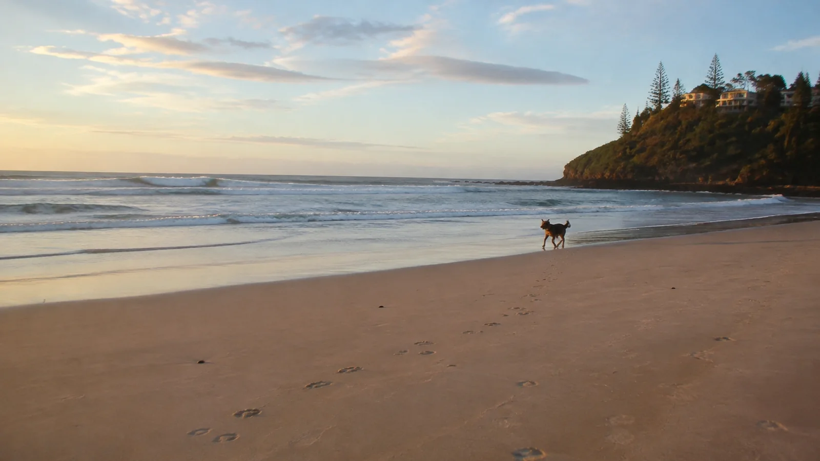 Dog runs along a sandy shoreline at sunset.