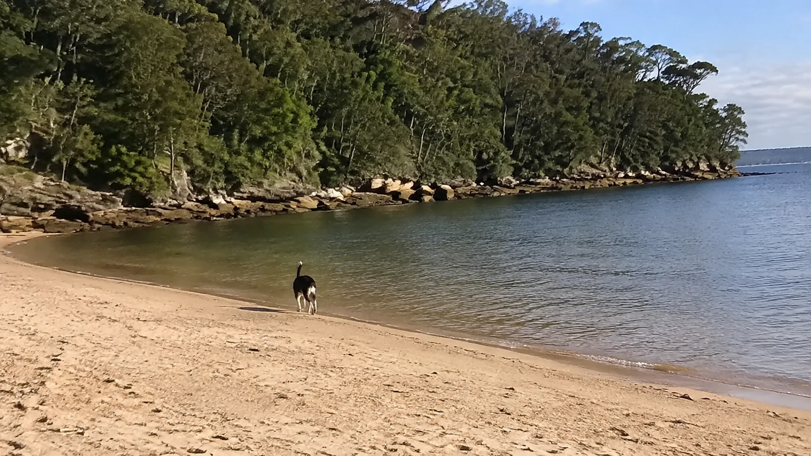 Dog stands near the water in a sheltered wooded cove.