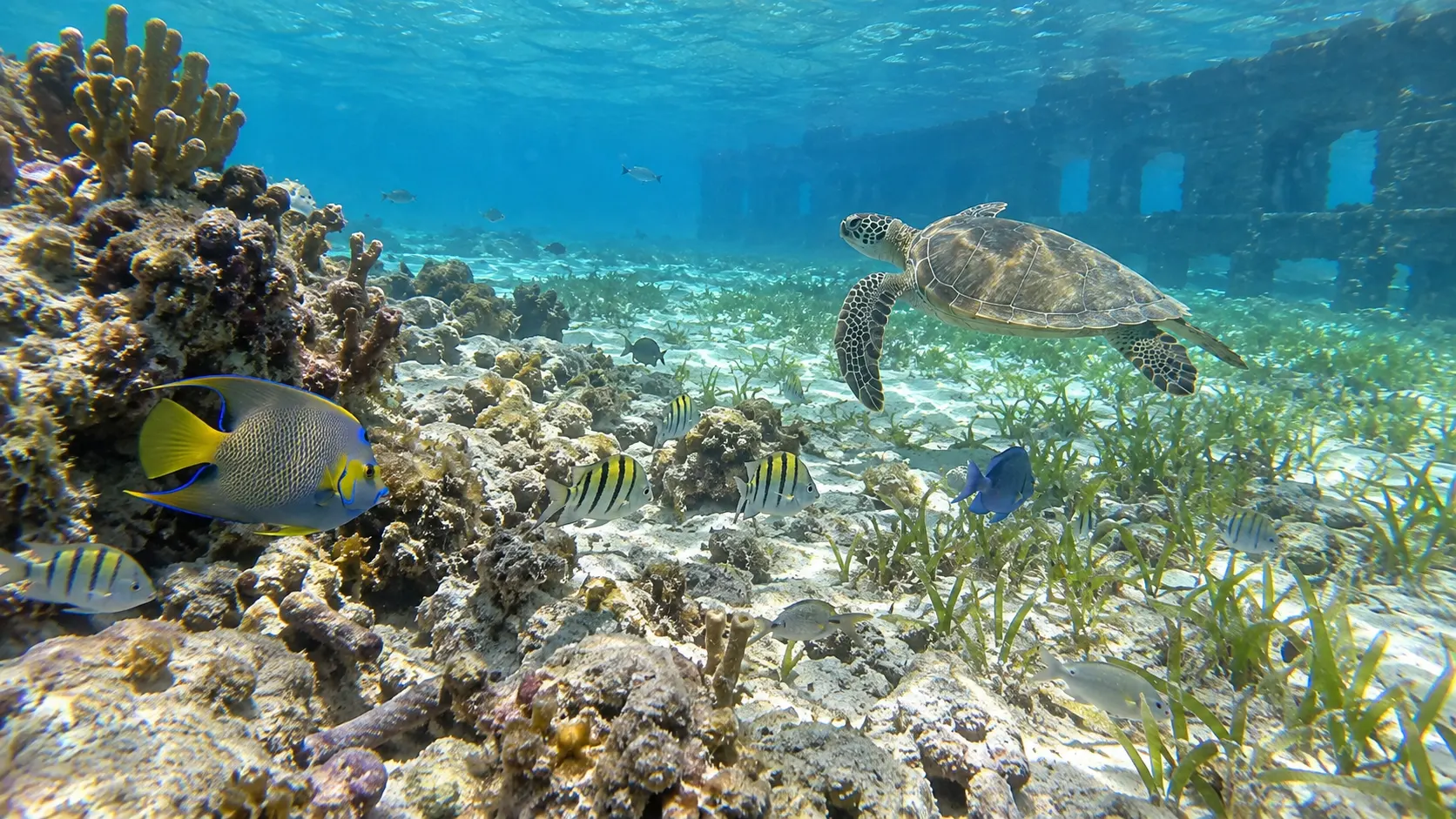 Reef fish and a sea turtle in the clear snorkeling water at Dry Tortugas.