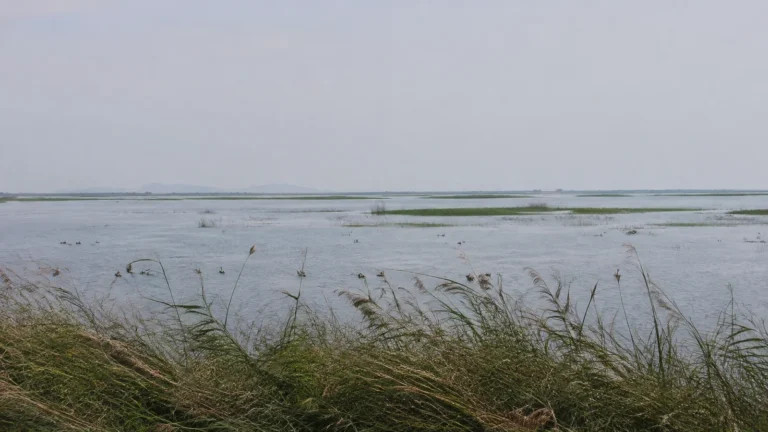 Low grasses and shallow islands stretch across a broad wetland.