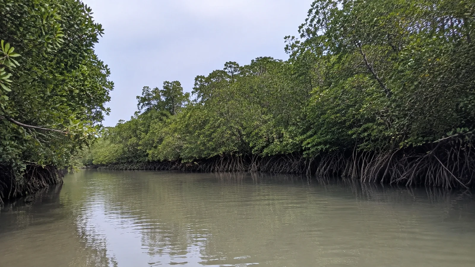 Quiet channel winds between dense mangroves with exposed roots.