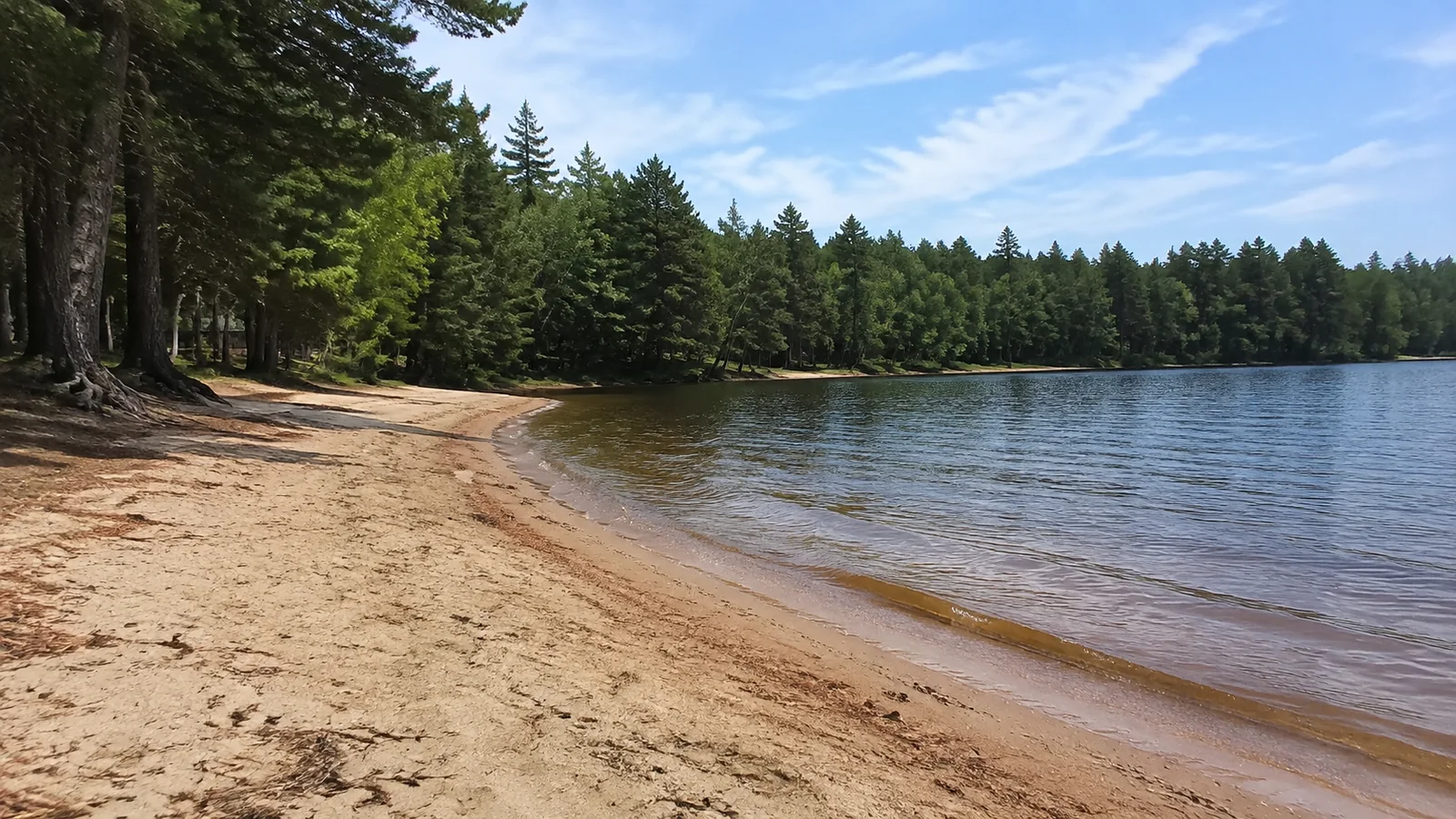 Sandy lakeside beach curves beneath tall evergreen trees.