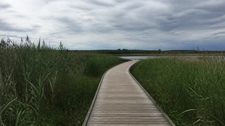 Wooden boardwalk curves through tall wetland reeds beneath a cloudy sky.