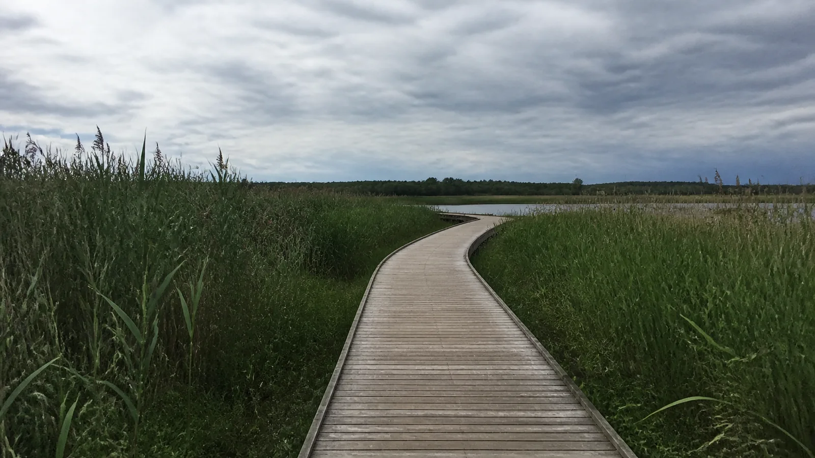 Wooden boardwalk curves through tall wetland reeds beneath a cloudy sky.