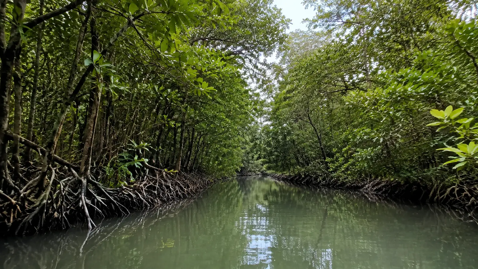 Calm narrow waterway enclosed by dense mangrove roots and foliage.
