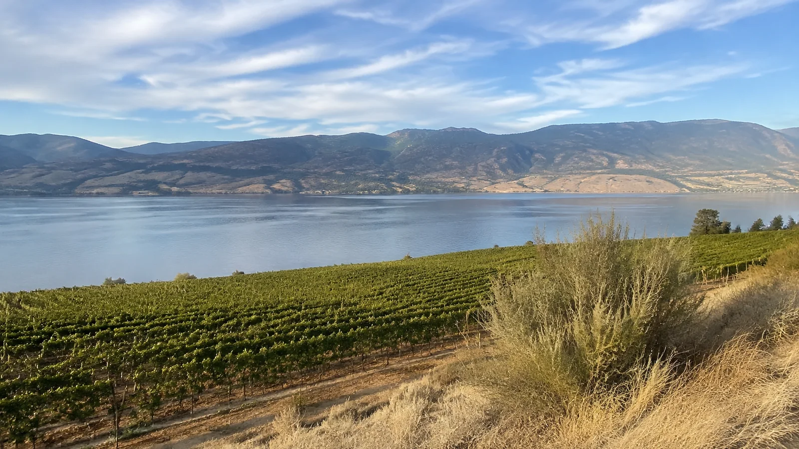 Vineyard rows descend toward a lake surrounded by dry mountains.