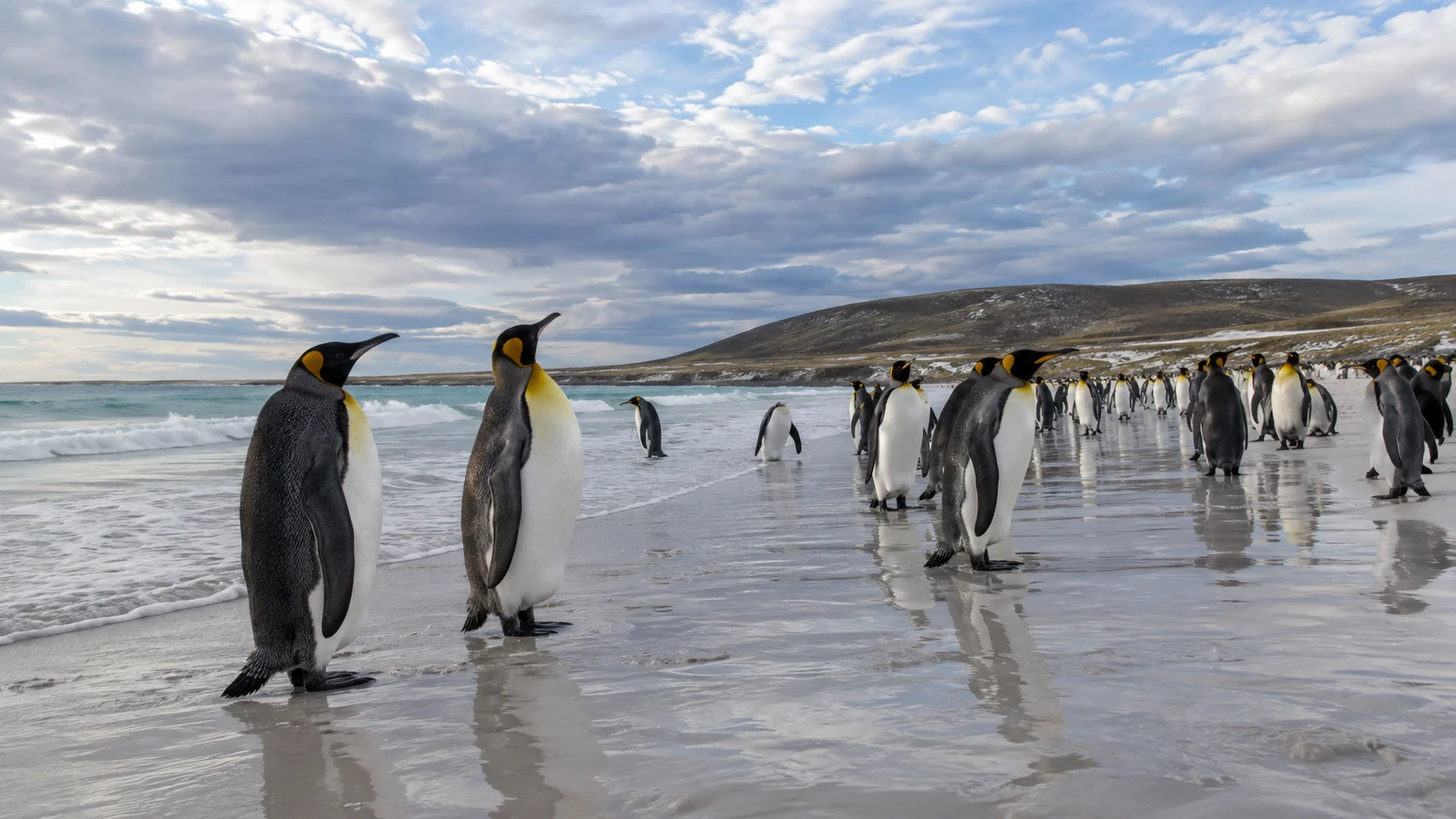 King penguin colony on the beach at Volunteer Point.