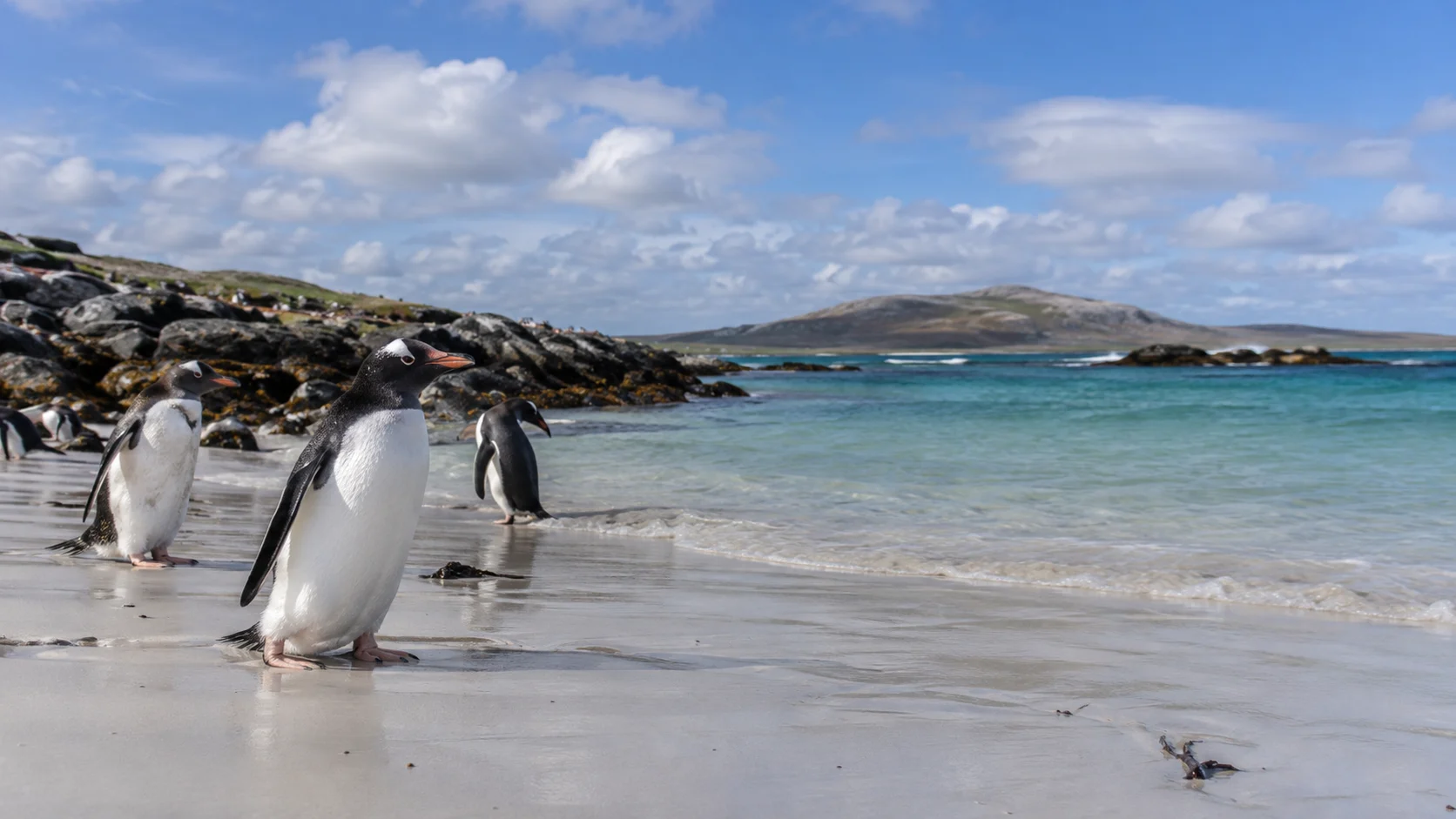 Gentoo penguins near the shoreline at Bertha's Beach.