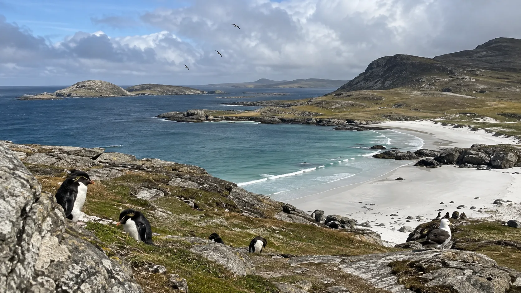 Remote beach, hills, and seabirds on an outer Falkland island.