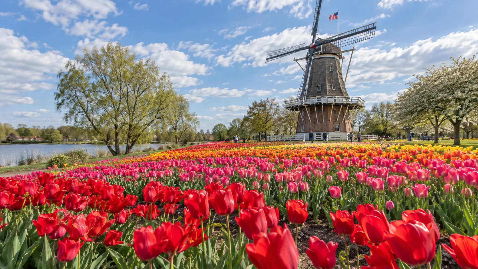 Tulips and a traditional windmill during Tulip Time in Holland, Michigan