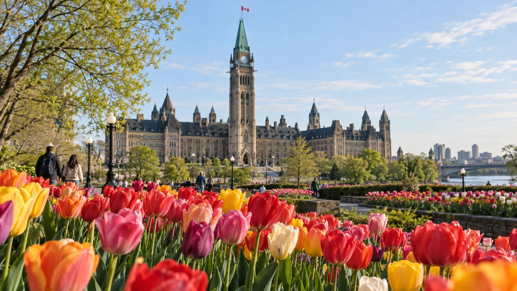 Colorful tulips blooming beside Ottawa's landmarks during the Canadian Tulip Festival