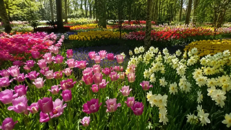 Curving beds of colorful tulips and daffodils beneath garden trees.
