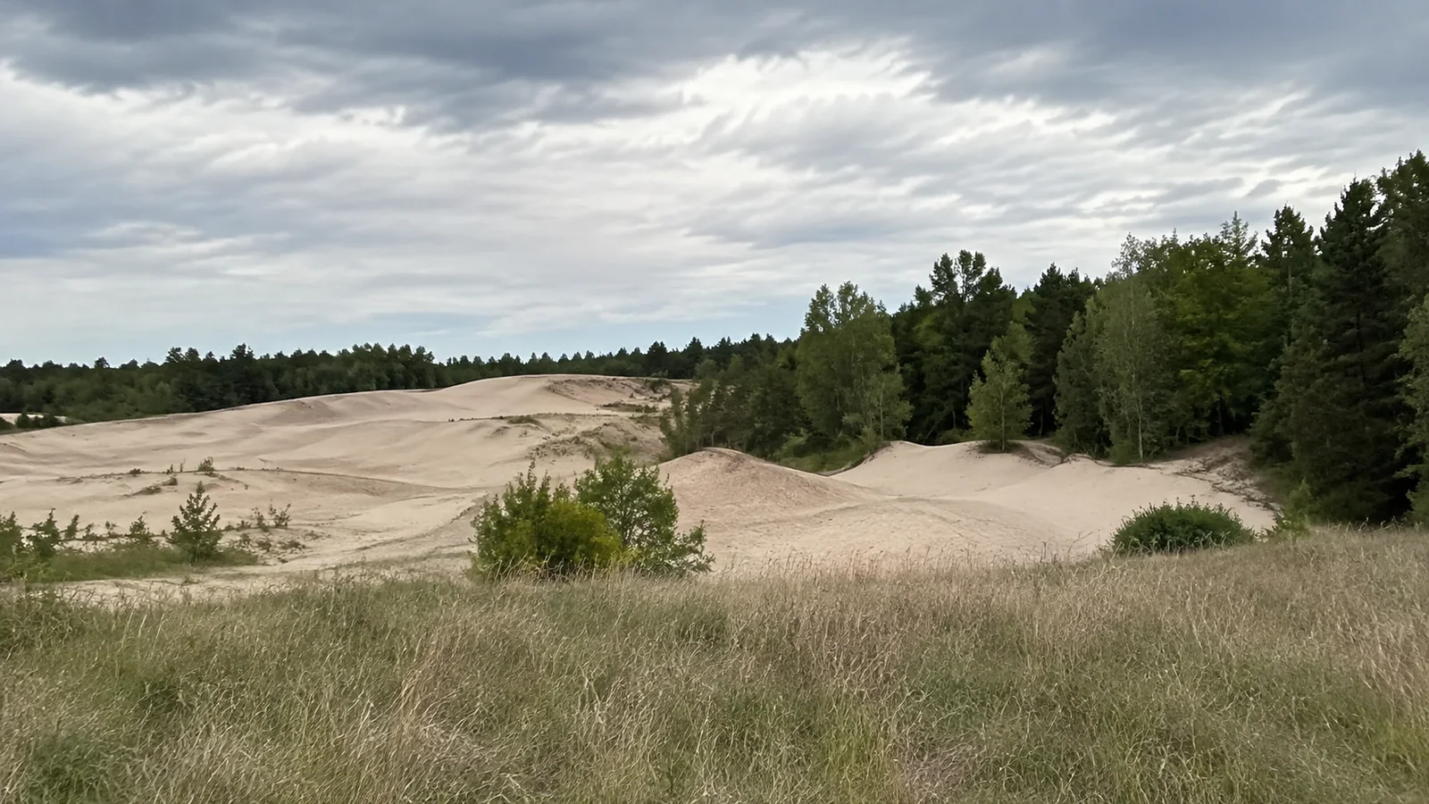 Pale sand dunes bordered by grasses and evergreen forest.