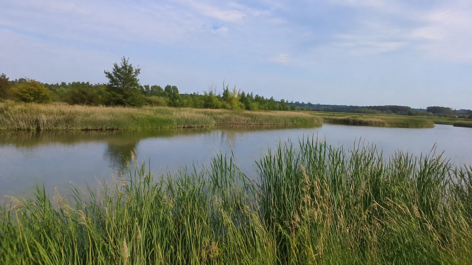 Calm wetland channel bordered by tall reeds and distant trees.