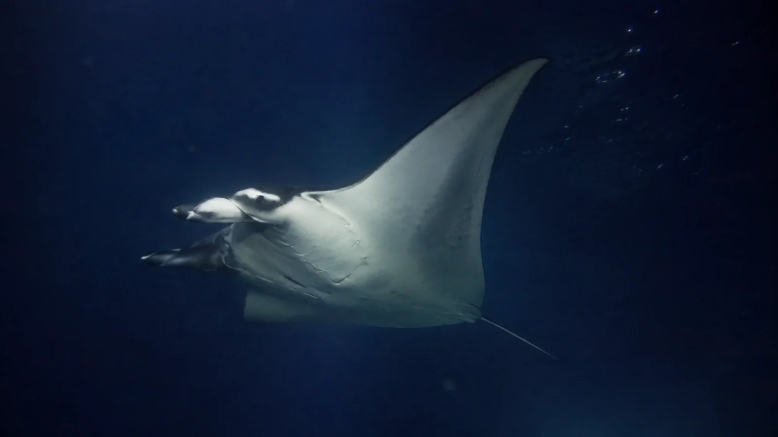 Manta ray glides through dark blue water with its pale underside visible.