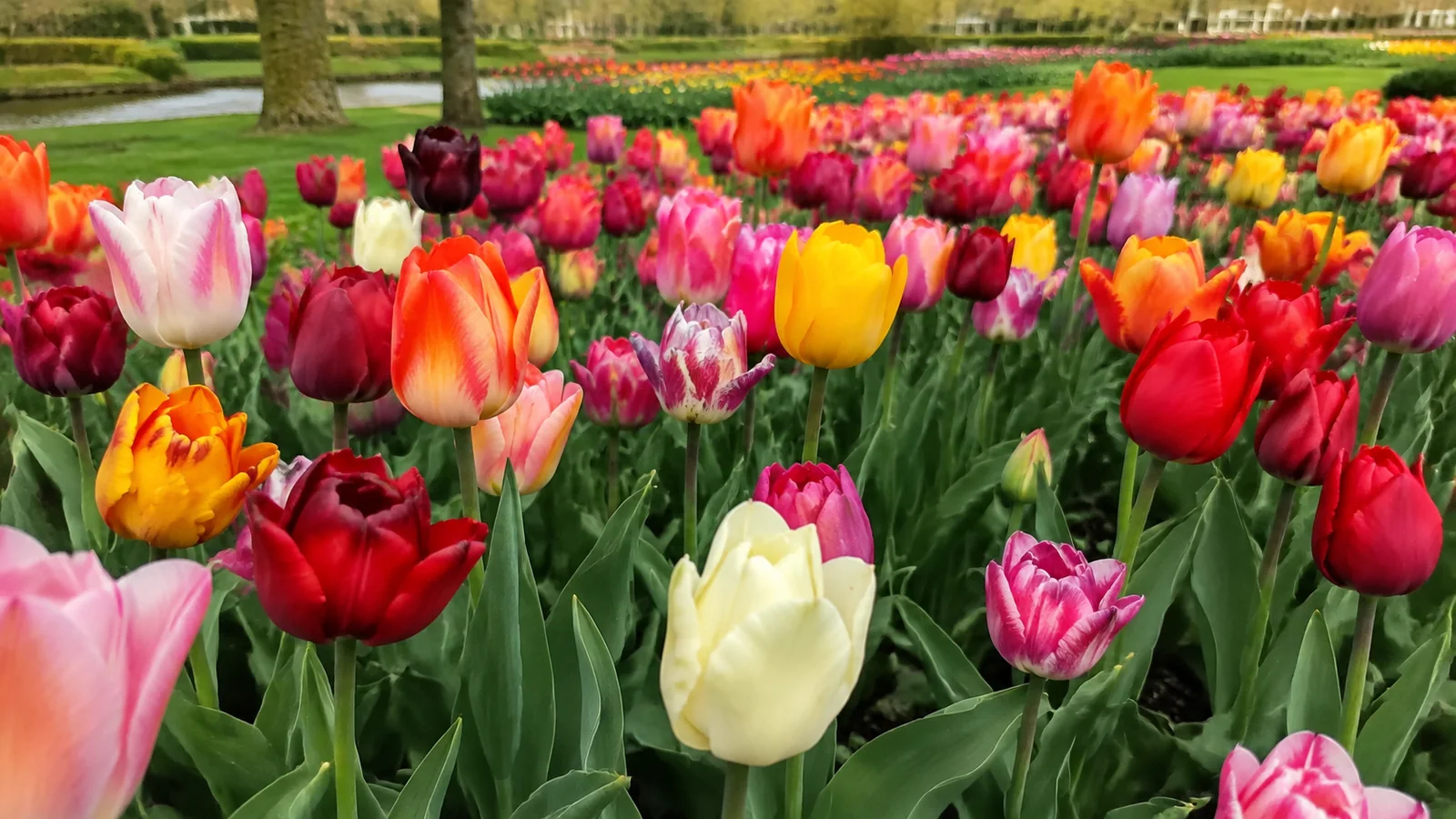 Bright multicolored tulips blooming densely in a spring flower bed.