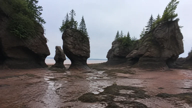 Tree-topped sea stacks rise above an exposed tidal flat.