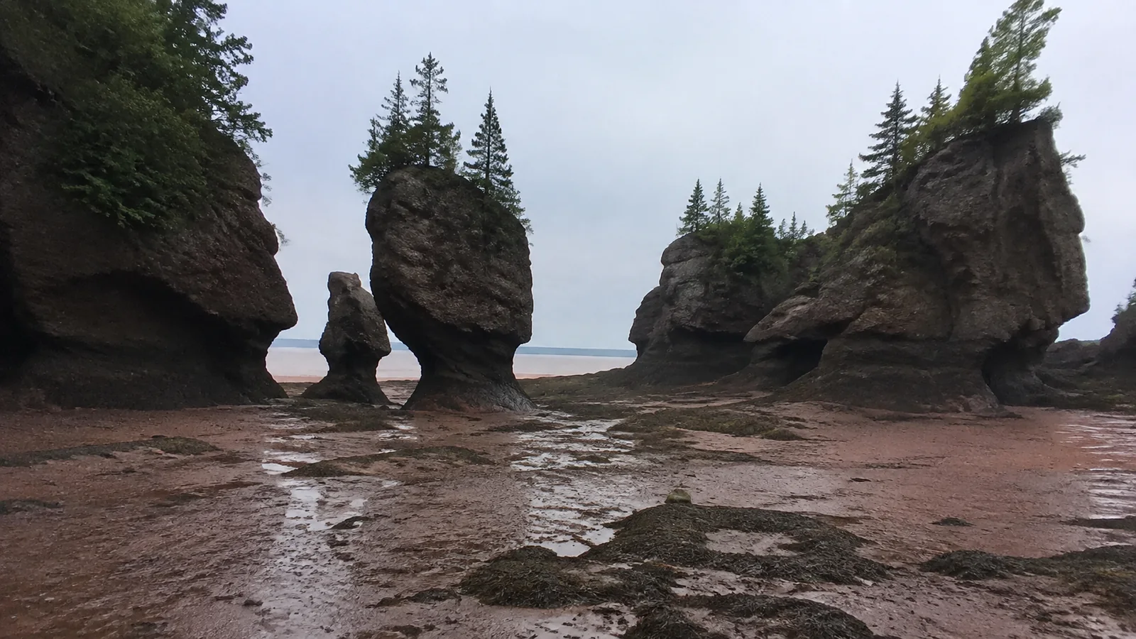 Tree-topped sea stacks rise above an exposed tidal flat.