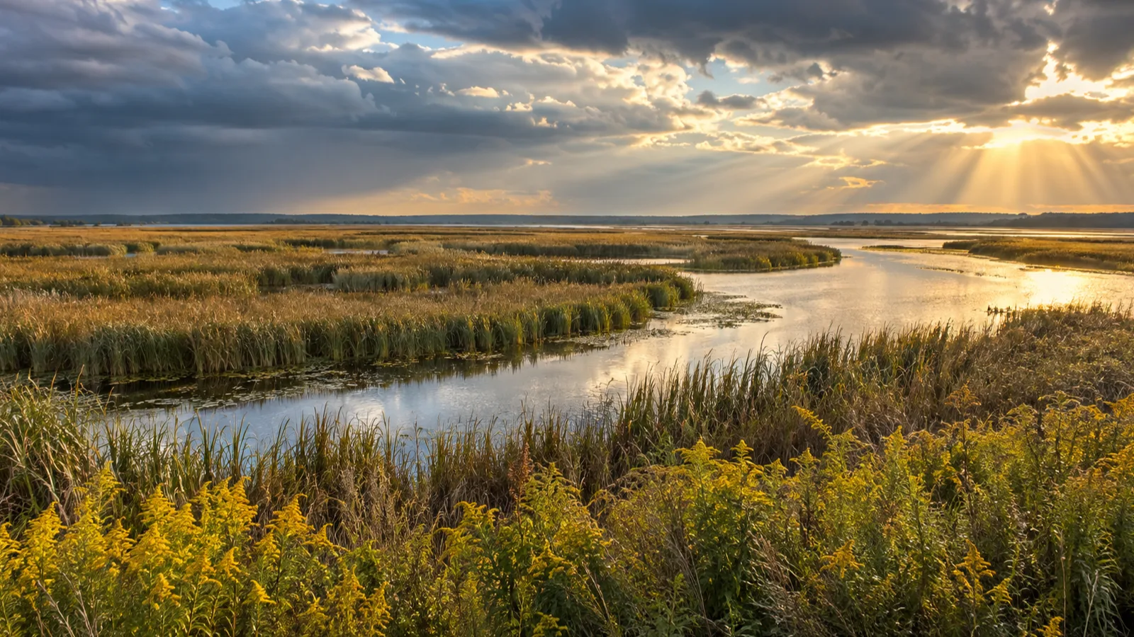 Golden reeds surround a serpentine marsh channel as storm clouds begin to clear.