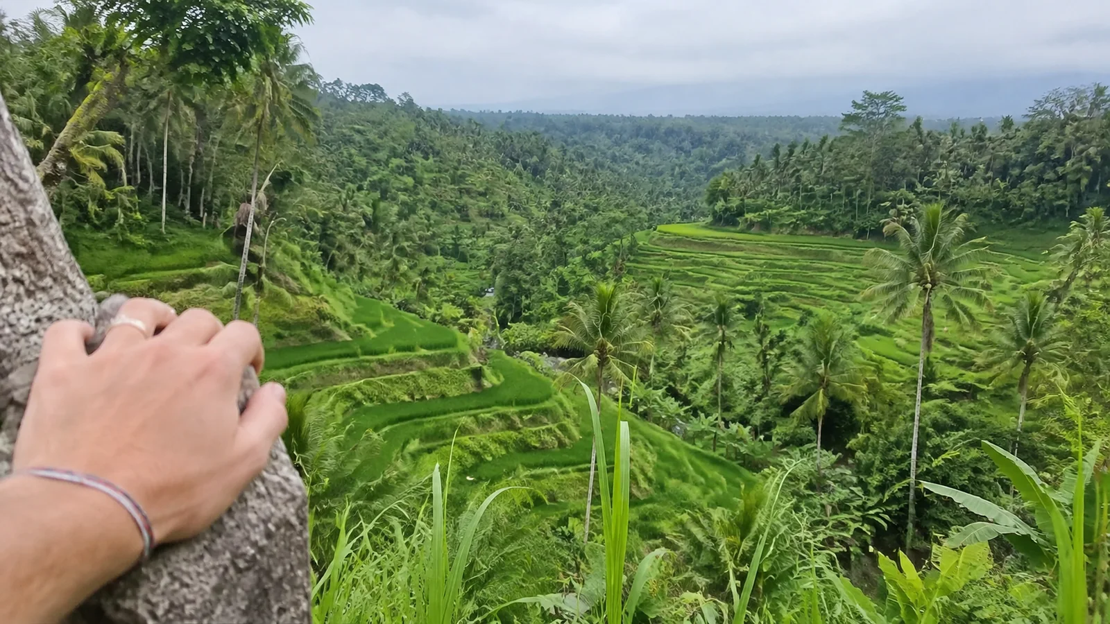 Terraced green rice fields viewed through tropical foliage.