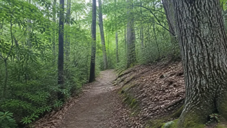 Narrow dirt trail winds between tall trees in a green forest.
