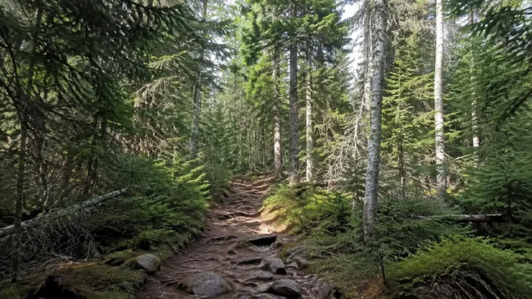 Narrow root-covered path winds through a dense evergreen forest.