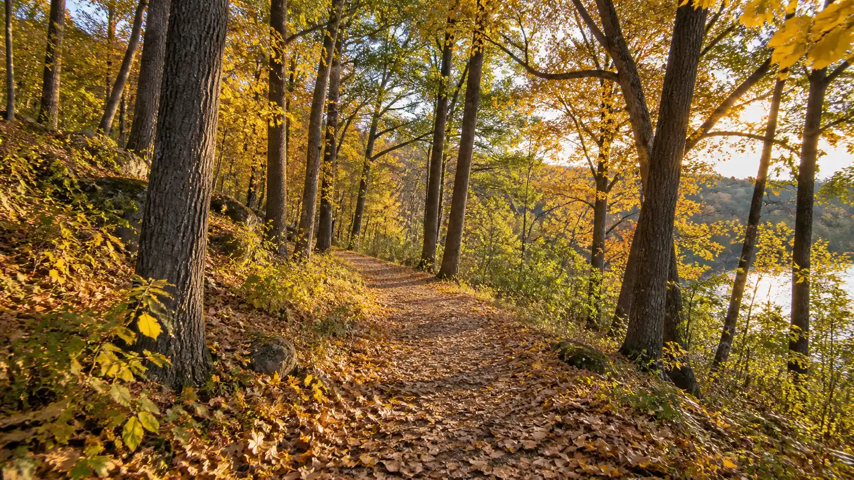 A leaf-covered wooded trail glowing in autumn sunlight near Janesville.