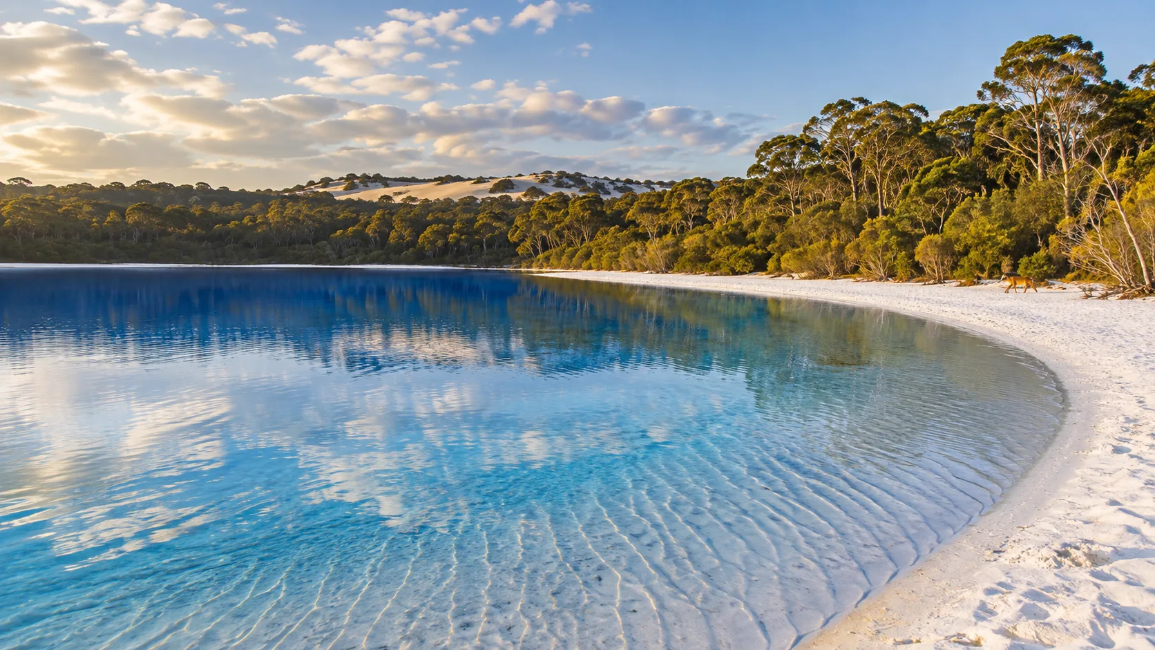 Clear blue Lake McKenzie curves along white sand and eucalypt forest on K’gari.
