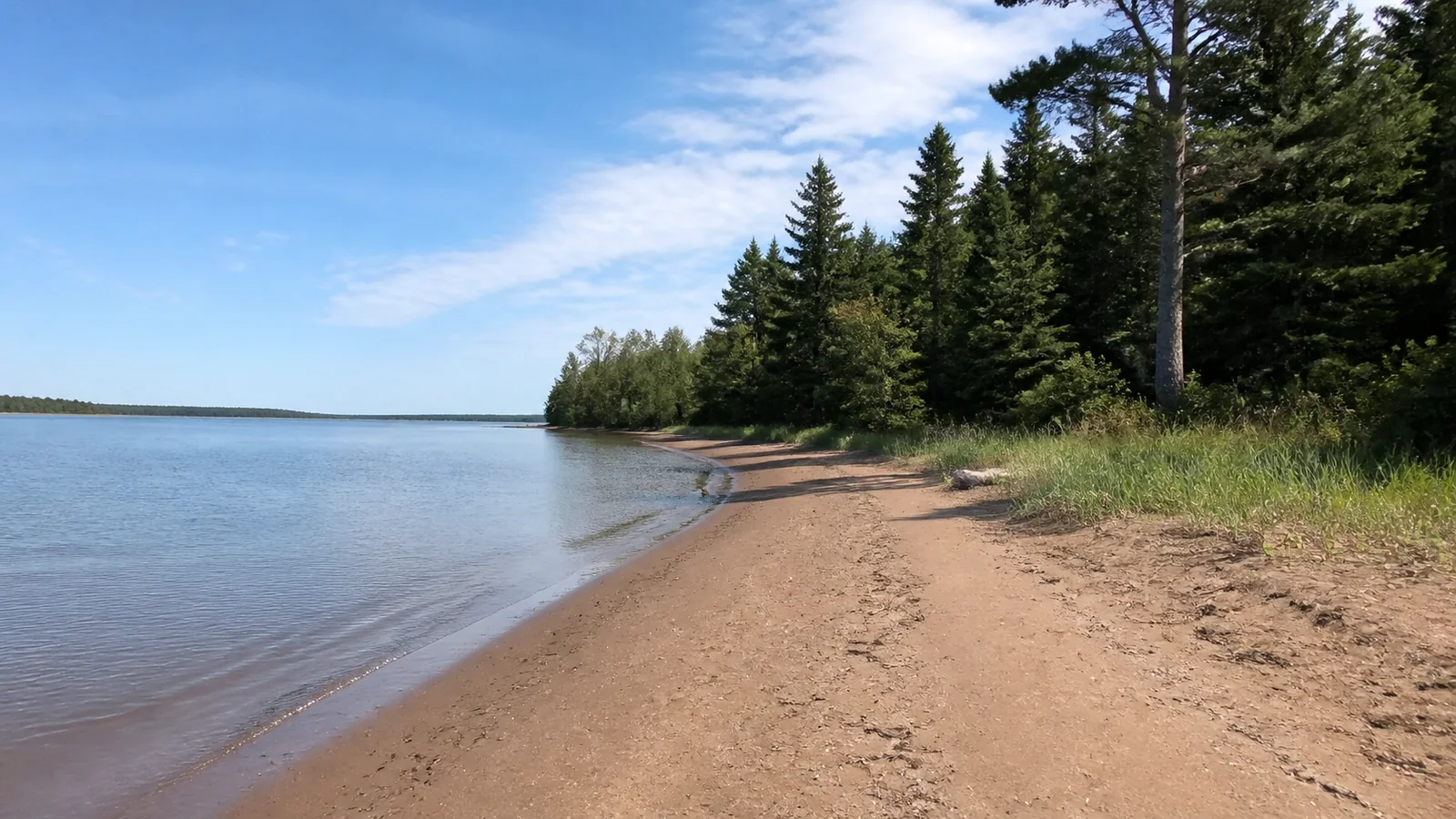Quiet sandy shoreline curves beneath evergreen trees beside calm water.
