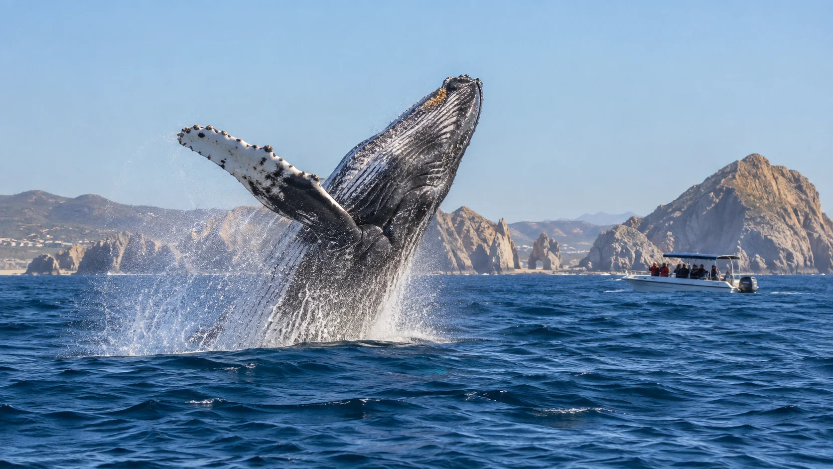 A humpback whale breaches beyond a small tour boat off Los Cabos.