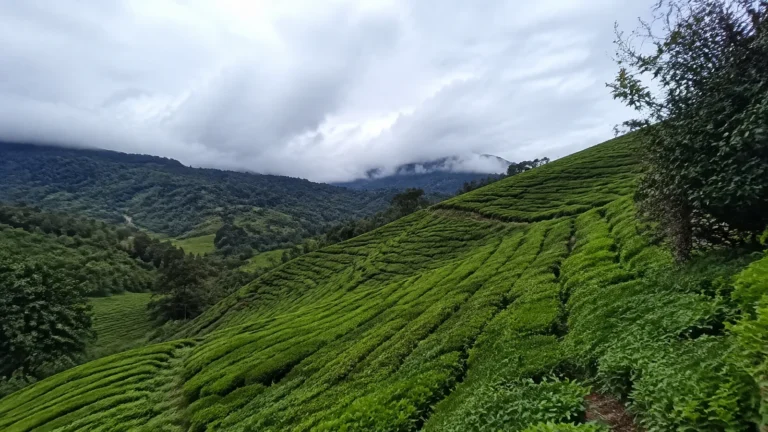 Neat rows of tea bushes cover green hills beneath low clouds.
