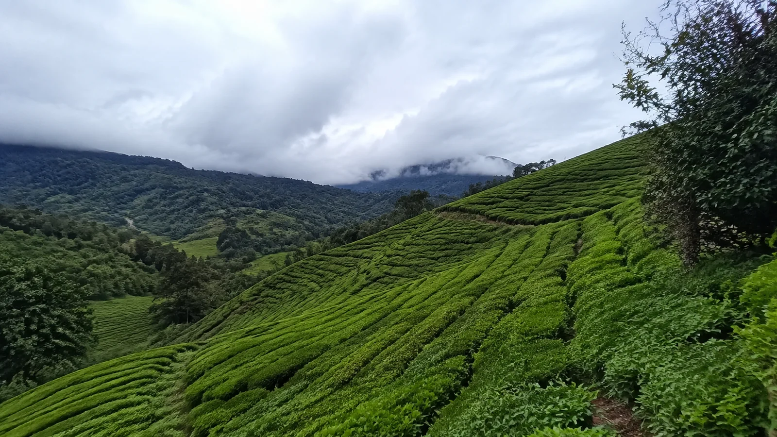 Neat rows of tea bushes cover green hills beneath low clouds.